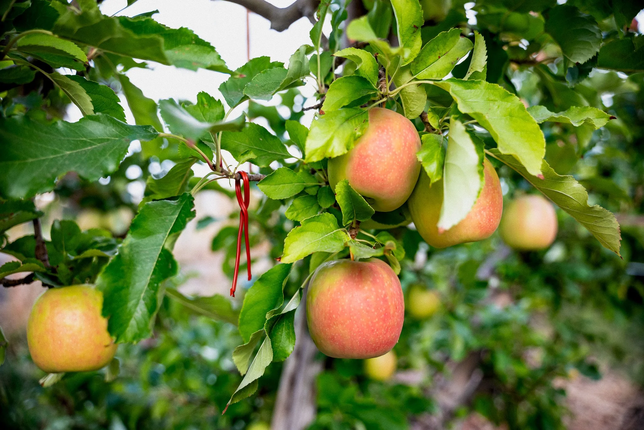 Leafroller Control with Isomate OBLR/PLR Plus — Pacific Biocontrol
